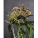 Handmade Statue of chameleon skeleton made of air clay