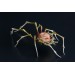 Handmade spider sculpture with a rose made of air clay.