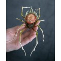 Handmade spider sculpture with a rose made of air clay.