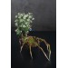 Handmade spider sculpture with lilies made of air clay