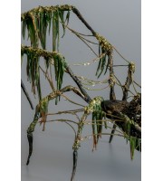 Black spider sculpture with a moss