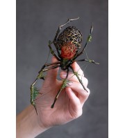 Black spider with a rose and moss 